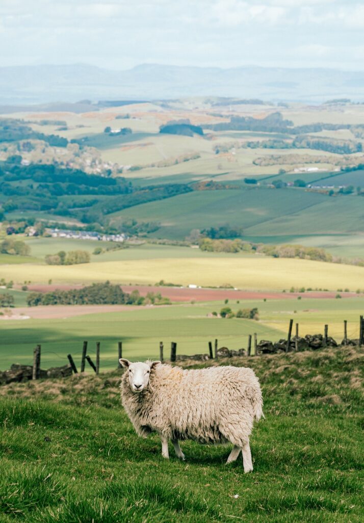 Un mouton au premier plan dans un pré, avec des champs à perte de vue.