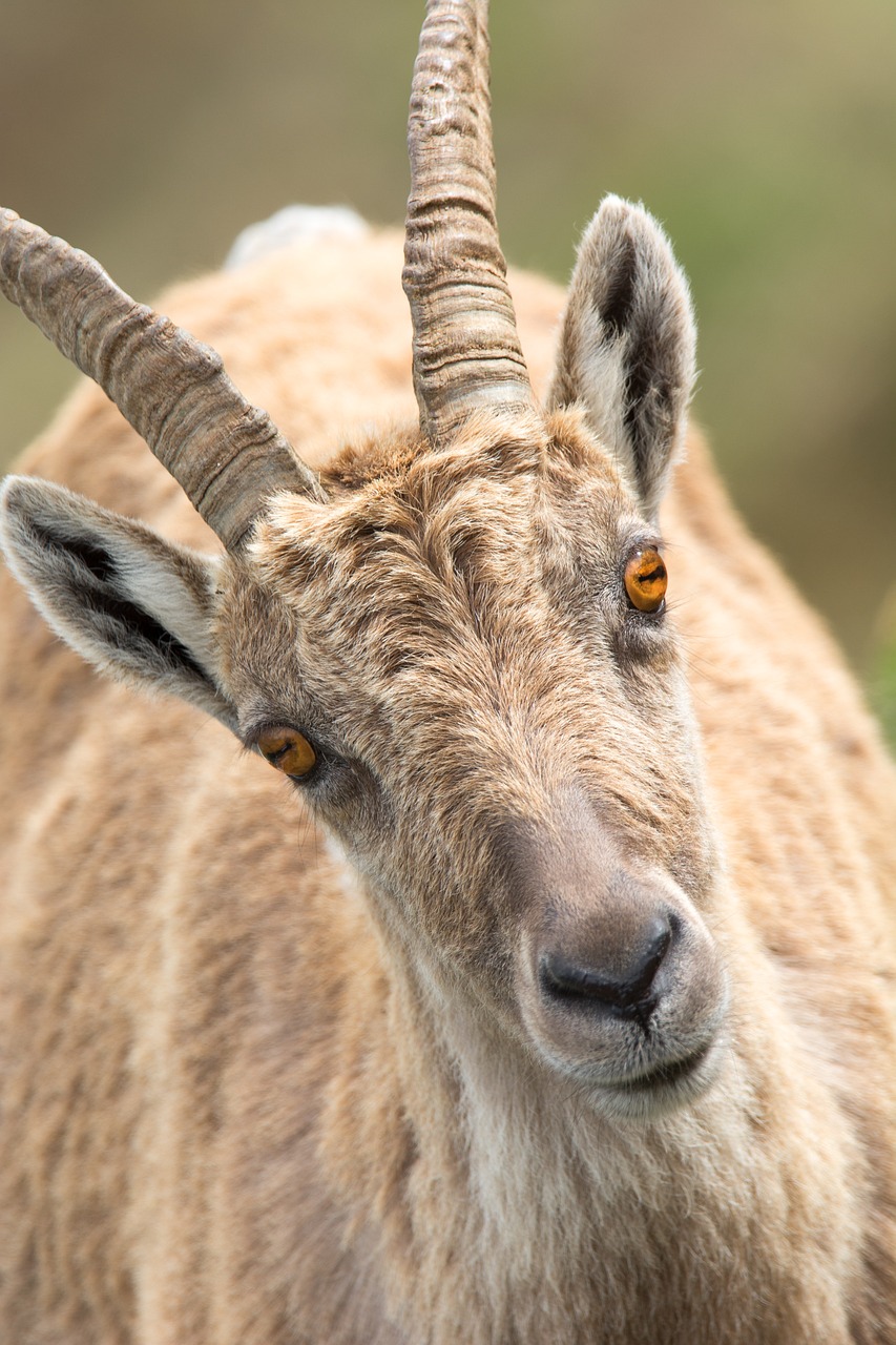 Un portrait de chèvre beige, aux yeux marron clair, qui nous regarde.