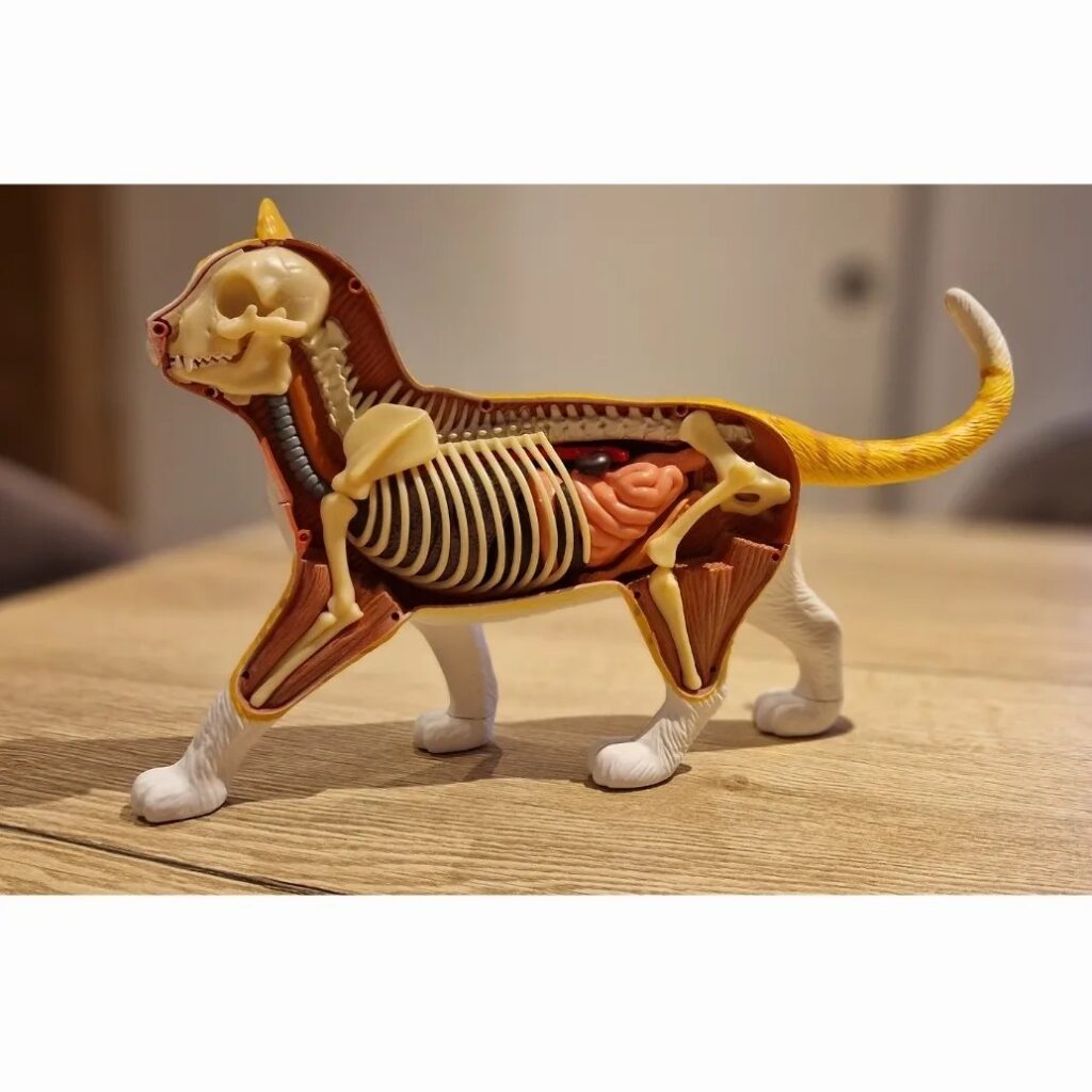 Une figurine médicale en plastique montrant les muscles, os et organes d'un chat.