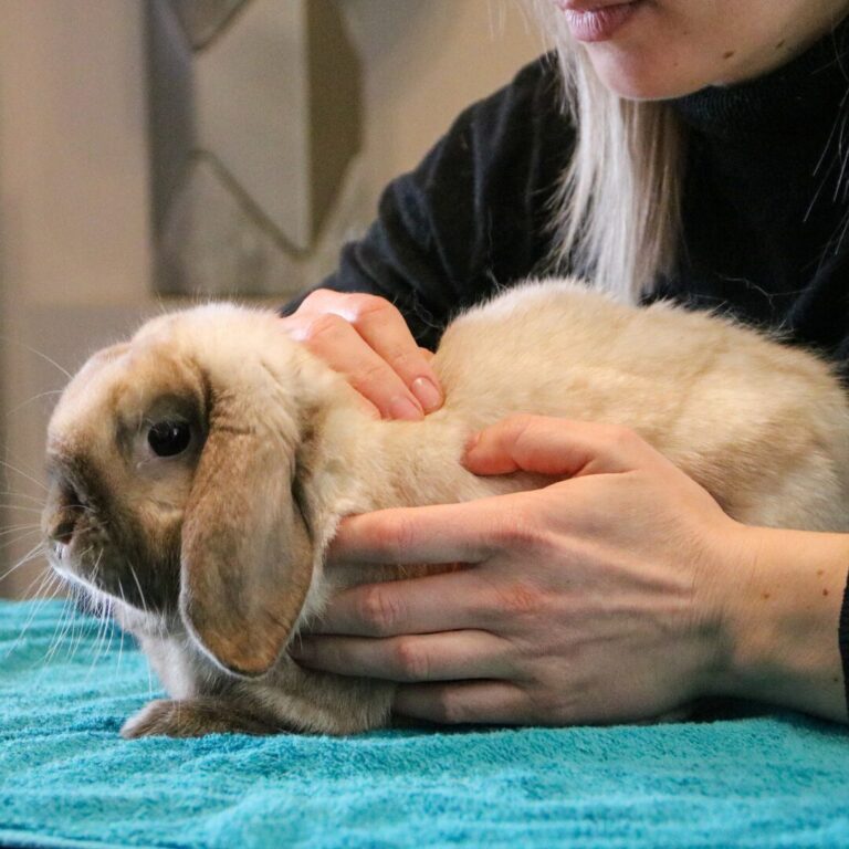 NAC et petits animaux de compagnie (lapins, cobayes, cochons d'inde) peuvent être manipulés en ostéopathie.