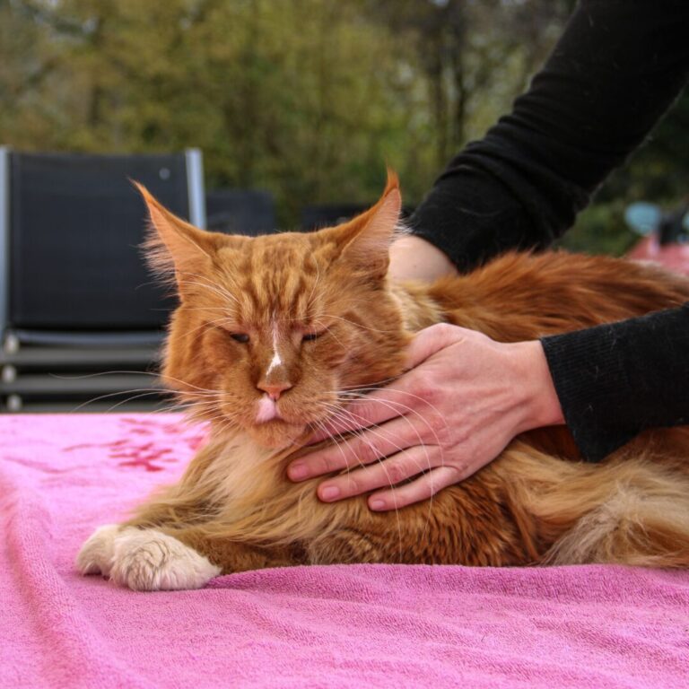 Chiens et chats seront soulagés par l'ostéopathie animale