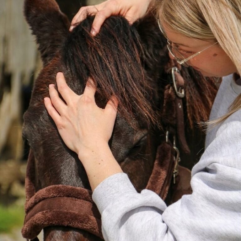 Chevaux, poneys et ânes sont concernés par l'ostéopathie animale.