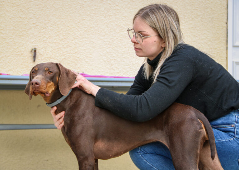 Mathilde Bornowski, ostéopathe animalier, manipulant un chien.
