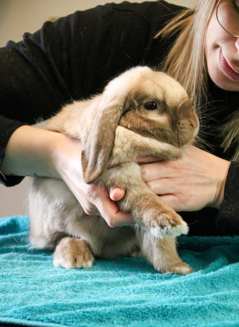 Mathilde Bornowski, ostéopathe pour animaux, en consultation avec un lapin.